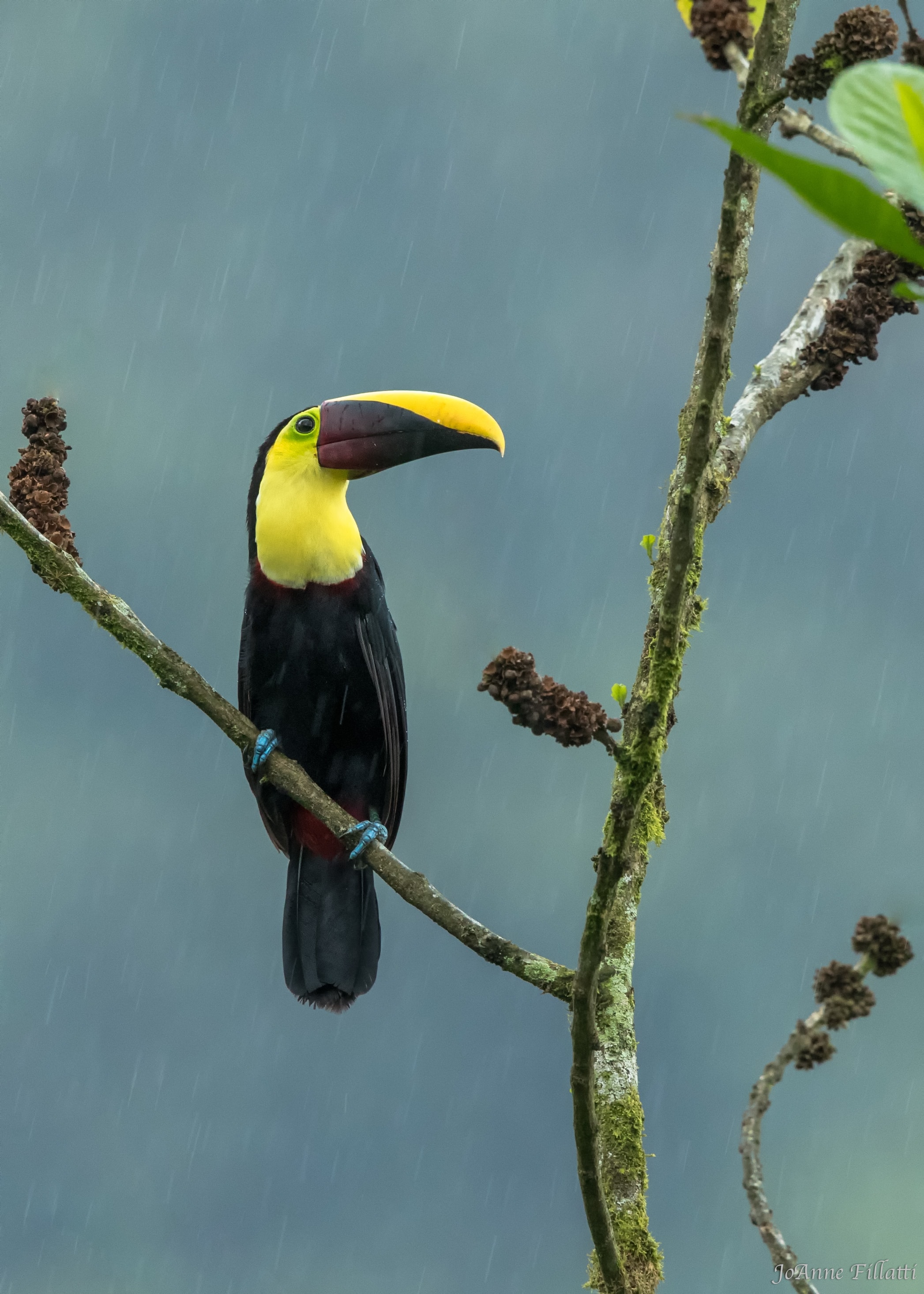 bird of ecuador image 37